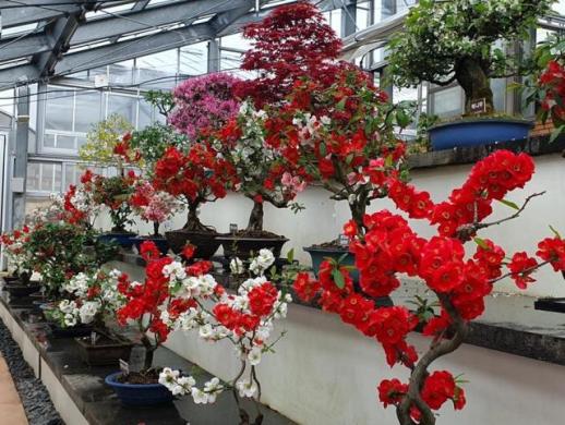 신안군, 1004섬 분재정원 명자나무 분재 전시