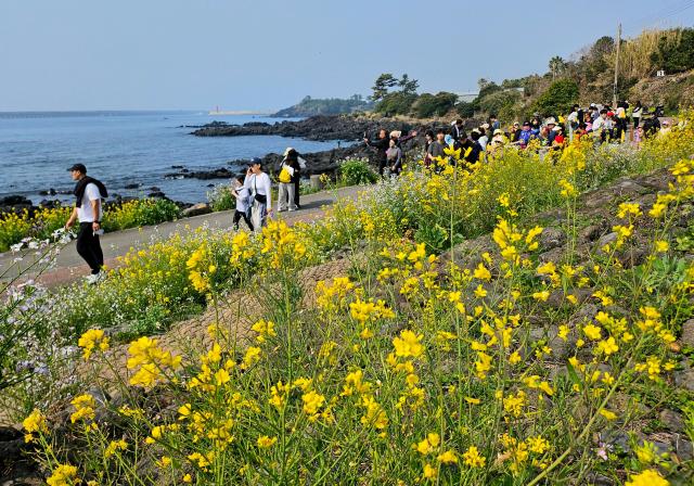 제28회 서귀포 유채꽃 국제걷기대회 첫날인 28일 참가자들이 유채꽃이 활짝 핀 제주 서귀포시 법환동 해안을 걷고 있다 사진연합뉴스