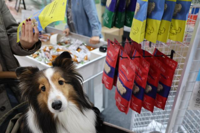 韩国宠物食品企业加速出海 全球市场布局提速