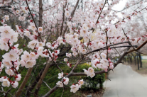 Hoa anh đào tại Hàn Quốc bắt đầu khoe sắc
