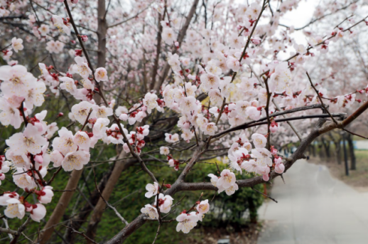 Hoa anh đào tại Hàn Quốc bắt đầu khoe sắc