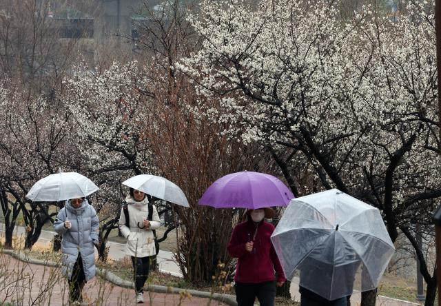 비가 내린 지난 18일 서울 성동구 하동매실거리에 매화가 활짝 피어있다 사진연합뉴스