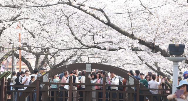 국내 최대 봄꽃 축제인 진해군항제가 열리는 29일 오후 경남 창원시 진해구 여좌천이 관광객들로 붐비고 있다 사진연합뉴스