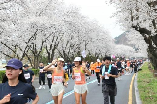 경주벚꽃마라톤대회, 4월 4일 개최…1만5000명 벚꽃 레이스