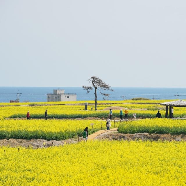 포항 호미반도 유채꽃 전경 사진포항시