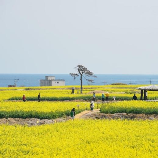 포항 호미반도 유채꽃 축제, 4월 4~5일 개최…호미곶 노란 물결