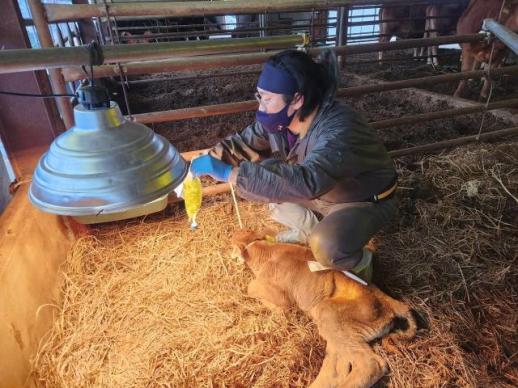 영암군, 가축 난산 대응야간·휴일 공수의 응급대기 지원사업추진