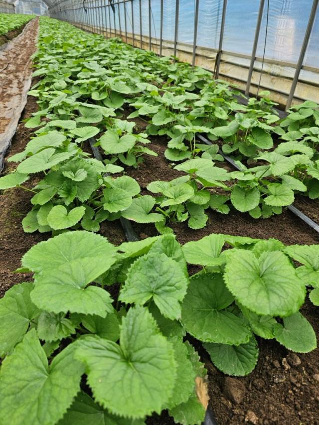 강원 양구 곰취사진양구군