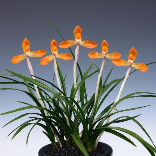 전남 화순난명품박람회에서 경기도 황재하씨 영예의 대상 