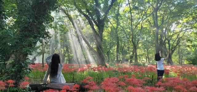 포항 기청산식물원 석산꽃무릇 백합과 만개 장면 사진포항시