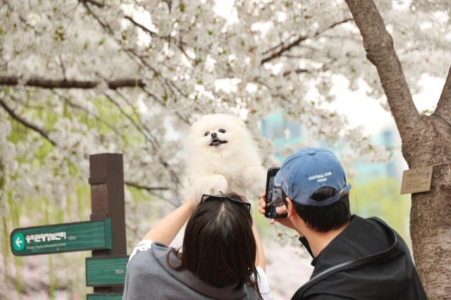 Citizens enjoy cherry blossoms at Seokchon Lake in Songpa-gu Seoul on April 1 2026 AJP Han Jun-gu 20260401