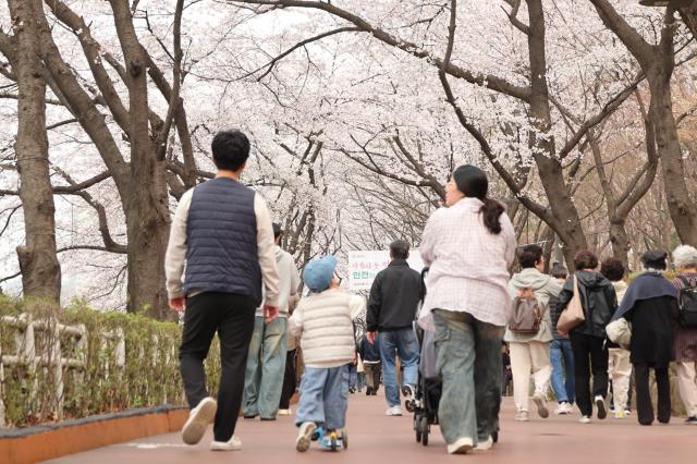 Citizens enjoy cherry blossoms at Seokchon Lake in Songpa-gu Seoul on April 1 2026 AJP Han Jun-gu 20260401