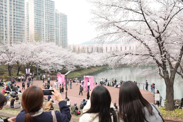 Citizens enjoy cherry blossoms at Seokchon Lake in Songpa-gu Seoul on April 1 2026 AJP Han Jun-gu 20260401