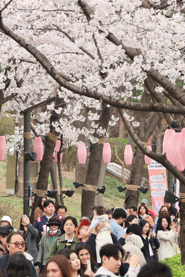Citizens enjoy cherry blossoms at Seokchon Lake in Songpa-gu Seoul on April 1 2026 AJP Han Jun-gu 20260401