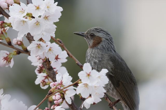 [내일날씨] 낮 최고 21도 완연한 봄...수도권 미세먼지 나쁨