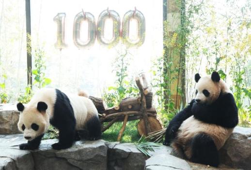 睿宝辉宝迎出生1000天纪念日