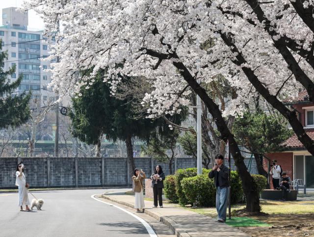 Spring in full bloom across Seoul 