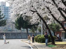 Spring in full bloom across Seoul 