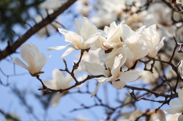 Magnolia flowers are in full bloom at Yongsan Park in Seoul’s Yongsan District on April 2 AJP Yoo Na-hyun 20260402