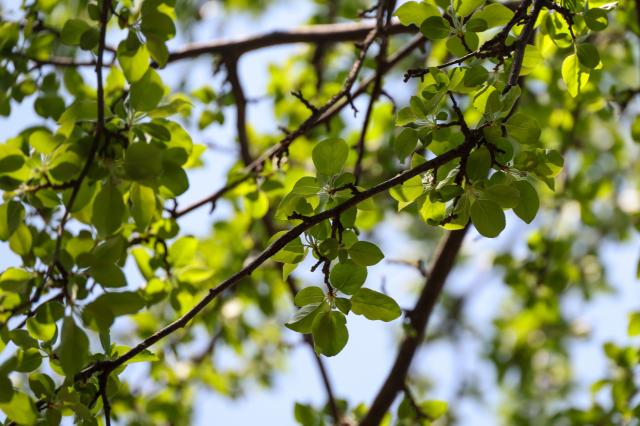 New buds emerge on a tree at Yongsan Park in Seoul’s Yongsan District on April 2 AJP Yoo Na-hyun