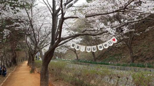보령시, 봄꽃 가득한 보령…벚꽃 터널과 산꽃길이 동시에 열린다
