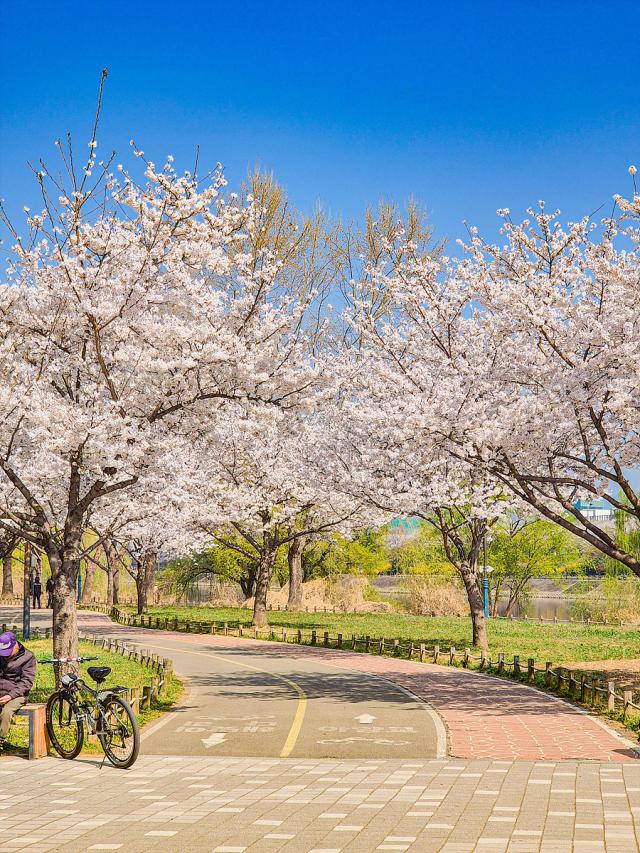 동촌유원지 벚꽃만개 사진대구시