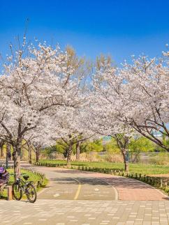 대구 도심 벚꽃 절정…봄꽃 라이딩 명소