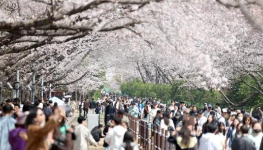 行政安全部、「汝矣島春の花祭り」安全管理の強化…300万人の観客予想
