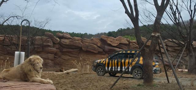 기존 사파리월드가 1년여간 준비 끝에 동물복지와 고객경험이 모두 업그레이드된 신규 생태 공간 사파리월드  더 와일드Safari World  The Wild로 탈바꿈했다 사진기수정 기자