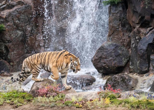 기존 사파리월드가 1년여간 준비 끝에 동물복지와 고객경험이 모두 업그레이드된 신규 생태 공간 사파리월드  더 와일드Safari World  The Wild로 탈바꿈했다 사진기수정 기자