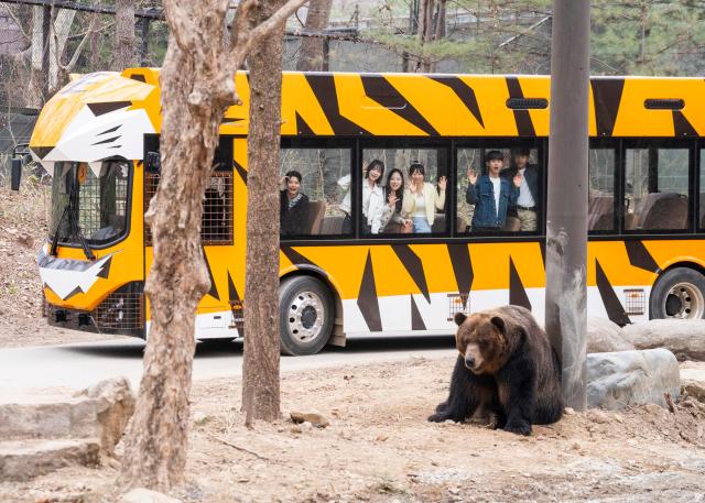 사파리월드  더 와일드Safari World  The Wild에선 소음과 진동이 획기적으로 줄어든 친환경 EV버스를 타고 좀더 몰입감 있게 맹수들을 관찰할 수 있다 사진에버랜드