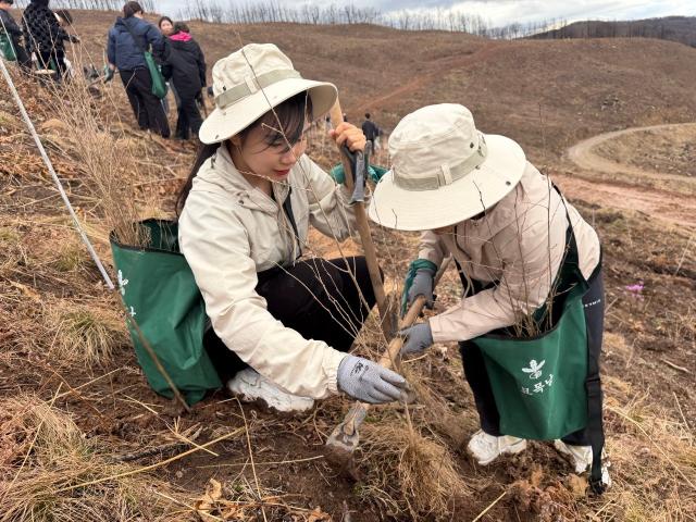 SKT와 유한킴벌리 임직원·가족 100여 명이 안동 산불 피해 지역에서 나무심기 활동을 하고 있는 모습 사진SK텔레콤
