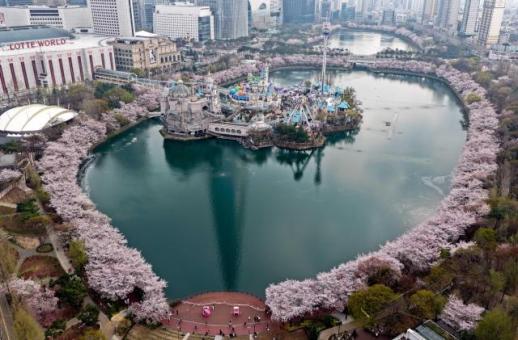 樱花美景惹人醉