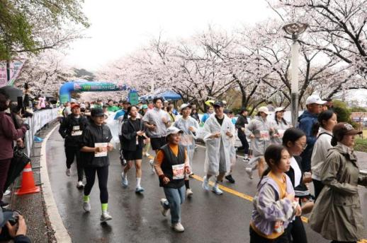 영암군, 왕인문화축제 개막... 벚꽃 아래서 봄을 열다
