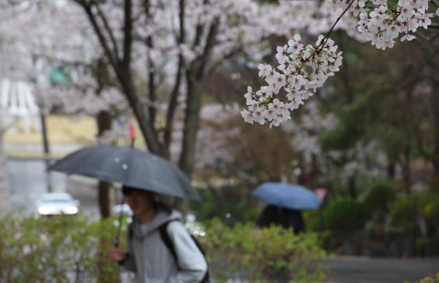 Full bloom interrupted by a jealous spring rain 