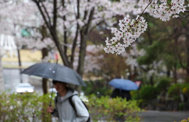 Spring rain falls on the campus of Kyung Hee University in Dongdaemun District Seoul on April 6 2026 AJP Yoo Na-hyun 20260406