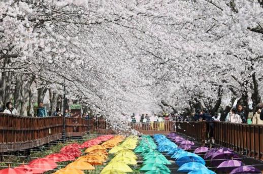 진해군항제 감성 콘텐츠로 체류형 축제 도약
