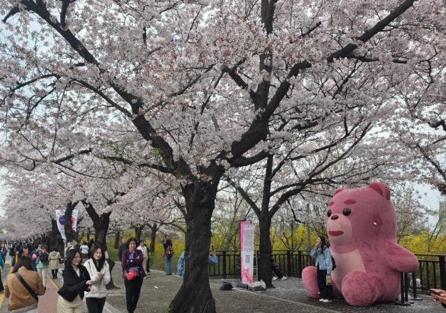 여의도 봄꽃축제 현장에서 관람객들이 벚꽃길과 벨리곰 포토존을 즐기고 있다.[사진=김태휘 기자] 