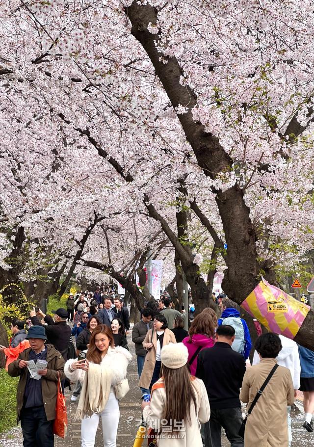 6일 벚꽃축제가 열리고 있는 서울 여의도 윤중로에서 시민들이 만개한 벚꽃을 구경하며 산책하고 있다