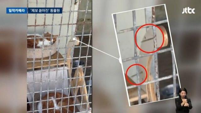 구미시 한 동물원에 100여 마리의 동물들이 학대를 받고 있다는 의혹이 일고 있다 사진은 고양이 케이지의 모습 사진JTBC 캡처