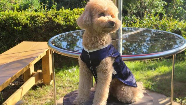 ペットのかかる月平均費用は12万1000ウォン…医療費の負担が大きい