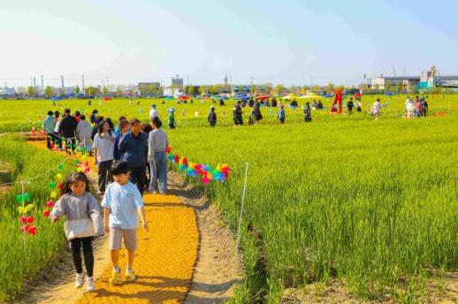 군산꽁당보리축제 24일 개막…보리밭 속 봄 체험 21번째 이야기