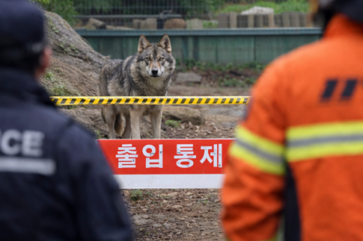 늑대 탈출했다 대전 동물원 긴급 통제…방문객 발 묶였다