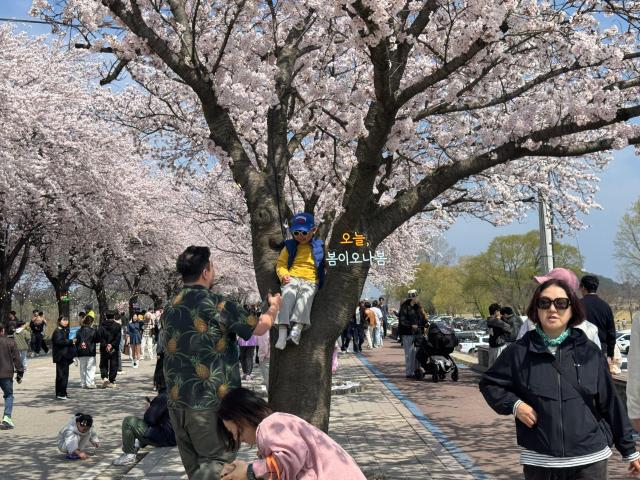 ‘2026 양양 남대천 벚꽃축제’ 사진양양군