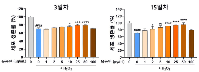 과산화수소 처리로 감소한 해마 신경세포 생존율이 과산화수소와 육공단으로 동시 처리한 결과 육공단 투여 농도에 따라 생존율이 회복됐다사진자생한방병원