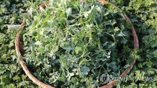 Chữa lành bằng K-Food của Choi Man-soon… Thảo dược mùa xuân mọc lên từ cánh đồng, Ngải cứu ​​​​​​​