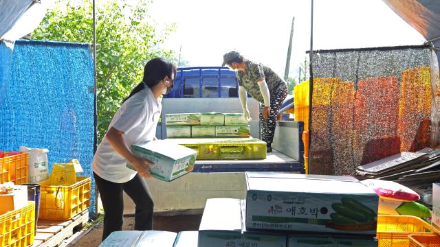 강원 화천군 간동면 지역의 한 농가에서 여성 농업인이 애호박을 출하하고 있다사진화천군