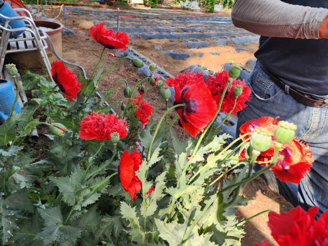 단속용 양귀비 사진꽃 검은 반점 및 꽃봉오리 털이 없고 매끈함 사진강릉 해경