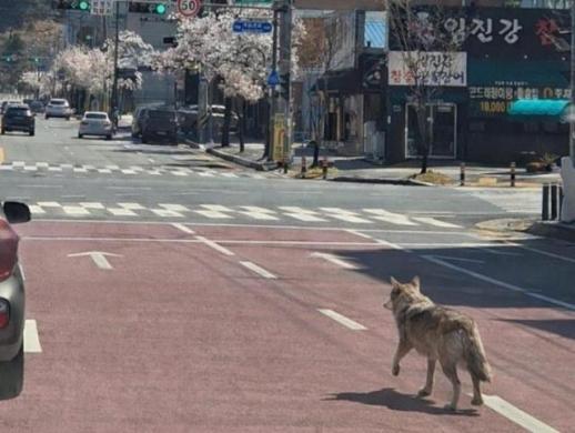 늑대 죽이지 말라 생포 요구 커져…동물원 관리 부실 비난도