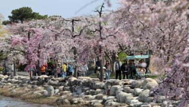 首尔成全球最受欢迎赏樱目的地